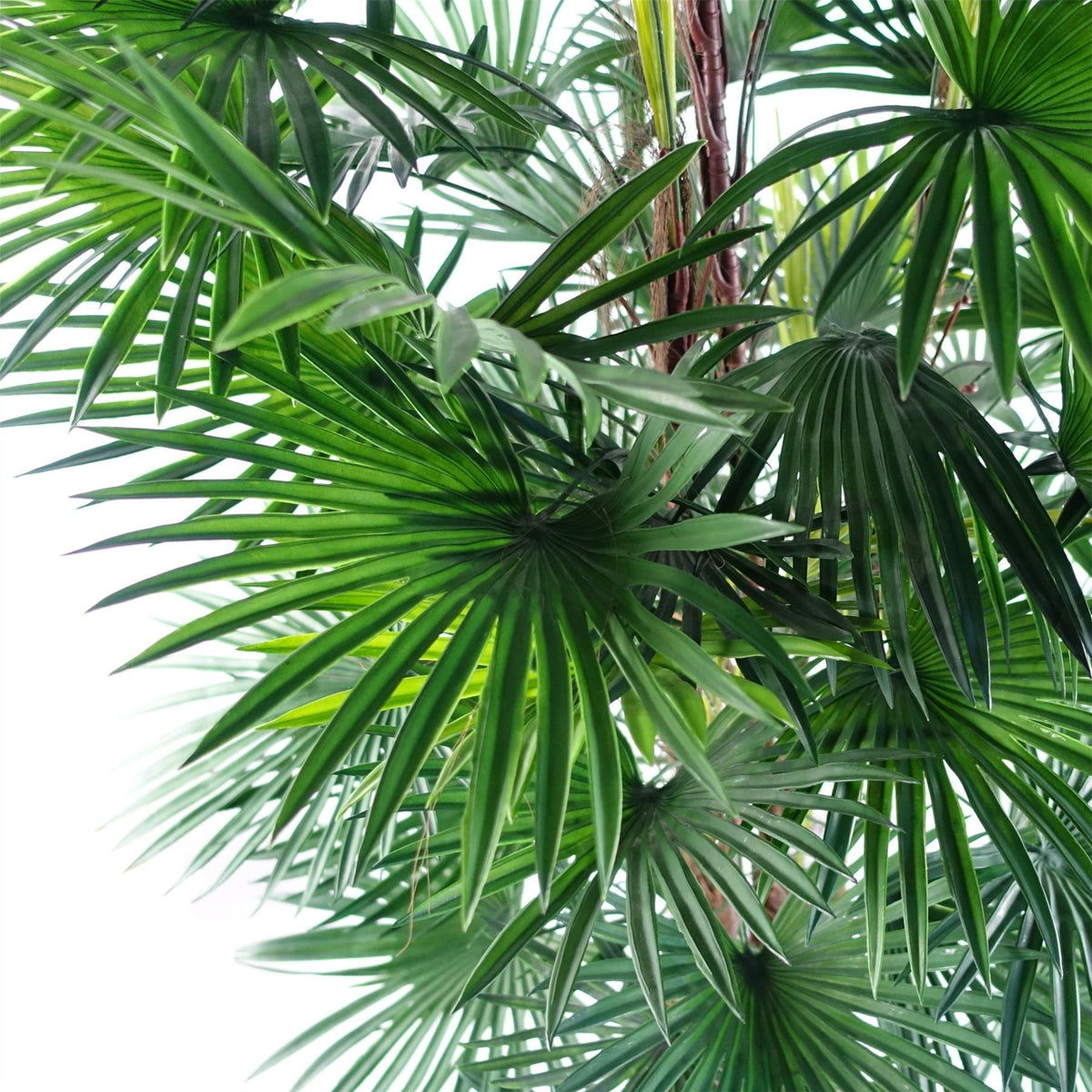Fan Palm Artificial Tree  120cm Botanik-1