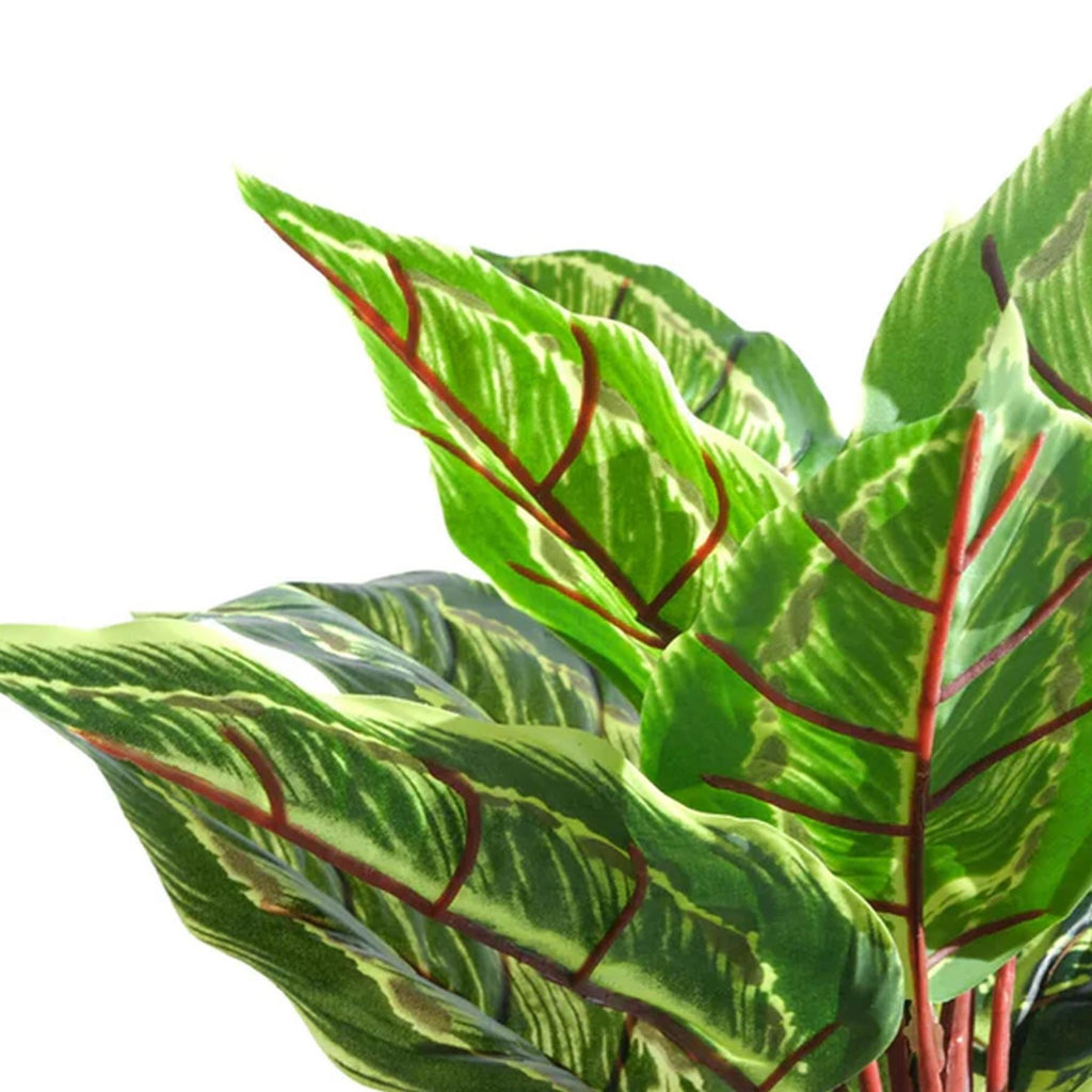 Pack of 6 x 38cm Potted Calathea Veitchiane-1