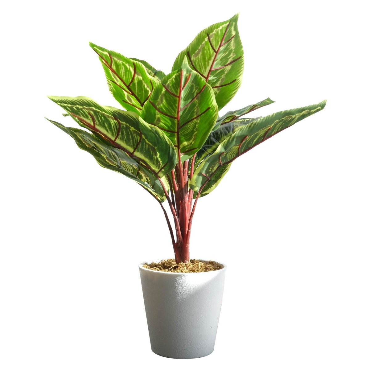 Pack of 6 x 38cm Potted Calathea Veitchiane-2