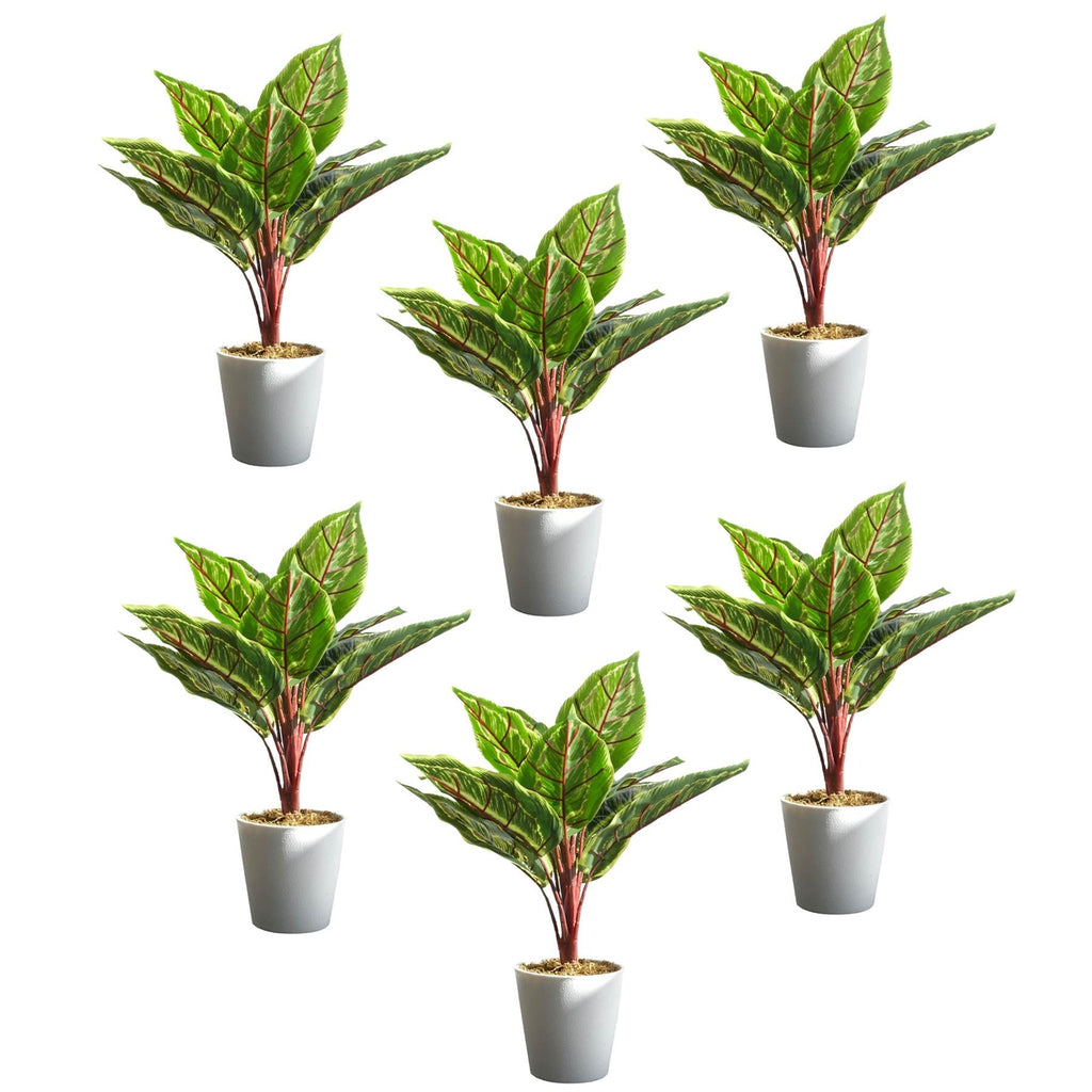 Pack of 6 x 38cm Potted Calathea Veitchiane-0