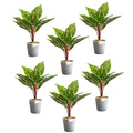 Pack of 6 x 38cm Potted Calathea Veitchiane-0