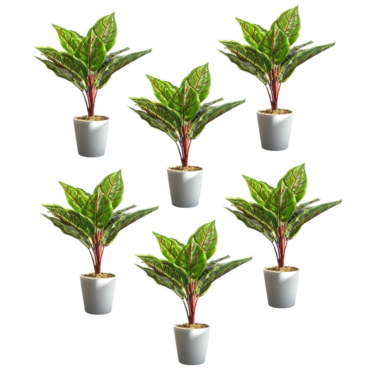 Pack of 6 x 38cm Potted Calathea Veitchiane-0