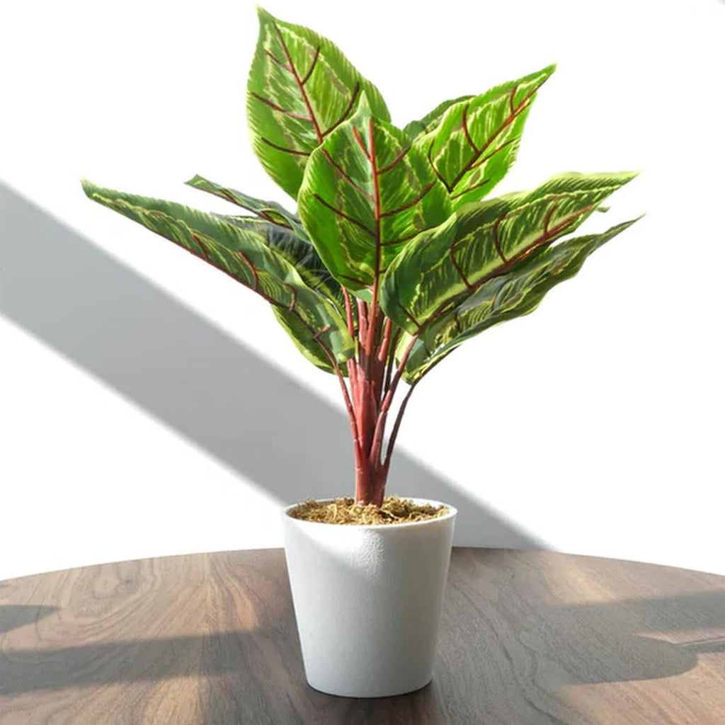 Pack of 6 x 38cm Potted Calathea Veitchiane-4